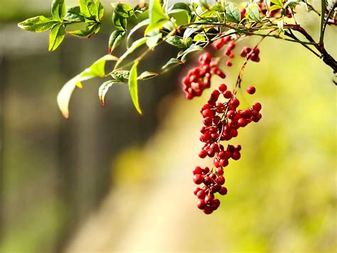 南天 風水|【南天の花言葉】意味や由来は？どこに飾ると。